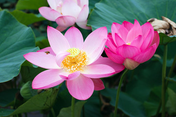 Nelumbo, Lotus orehonosny, Species listed in the Red book, Nelumbo nucifera,  Plant common in of and Orient