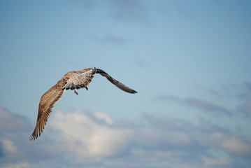 eine junge Lachmöwe überfliegt, auf der Suche nach Nahrung, die See 