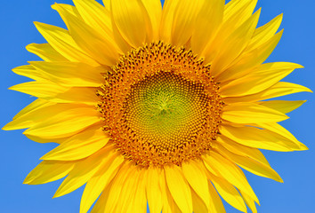 Obraz premium Young sunflowers bloom in field against a blue sky