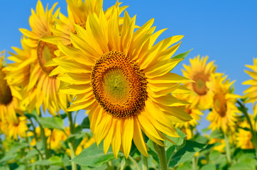 Young sunflowers bloom in field against a blue sky