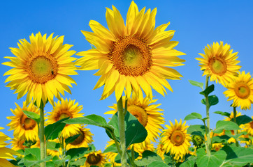 Fototapeta premium Young sunflowers bloom in field against a blue sky