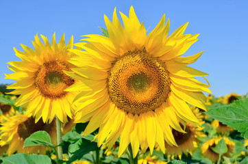 Fototapeta premium Young sunflowers bloom in field against a blue sky