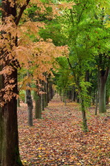 Fototapeta na wymiar Metasequoia of autumn leaves and tree-lined forest