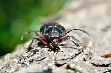 Black beetle woodcutter-tanner crawling on tree bark