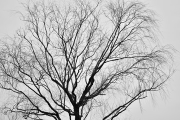 Fototapeta na wymiar Leafless Tree silhouette isolated over white background.