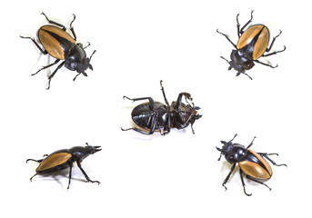 set of  bug in genus Odontolabis