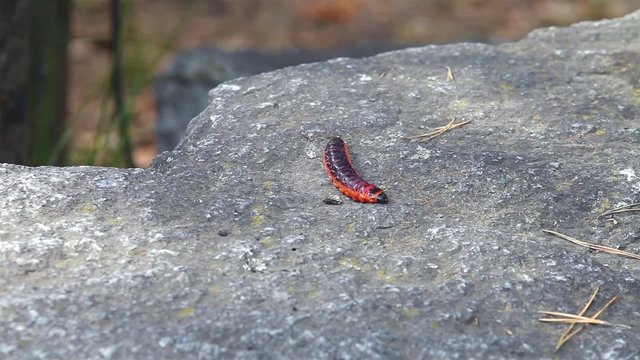 Red caterpillar of woodworm odorous ( willow woodworm, crushing-woodworm, lat. Cossus cossus)