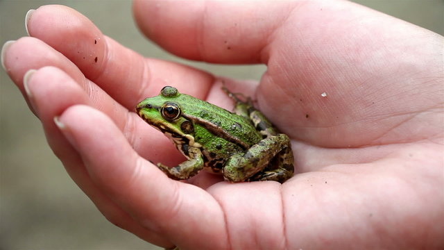 Frog sitting on a human hand
