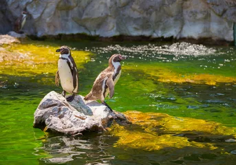 Foto op Plexiglas Two little penguins on a rock © Sid10