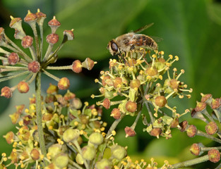 mosca che impollina un fiore