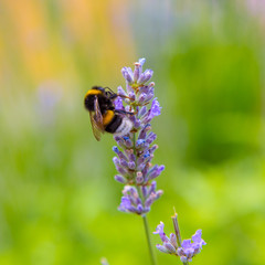 Bumblebee sitting on a flower