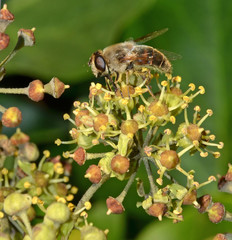 mosca che impollina un fiore