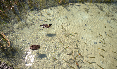 Fish in the clean, clear water