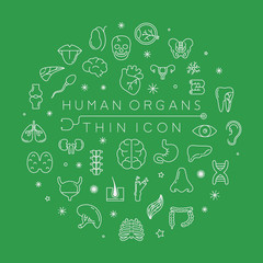 Human organs thin icons