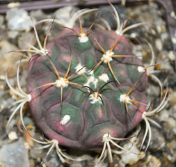 Small green purple cactus