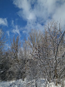 Mroźny, zimowy dzień