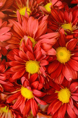 Red Gerbera Flower as background texture