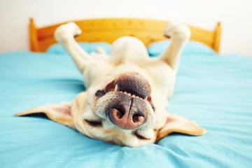 Foto op Plexiglas Hond Hond ligt op het bed