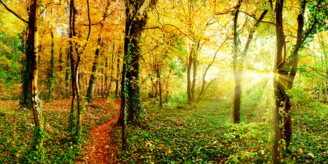 Fototapeta na wymiar Autumn forest