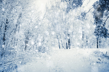 Fototapeta na wymiar Beautiful winter landscape