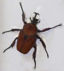 close-up of Beautiful Flower Beetle fornasinius russus Kolbe