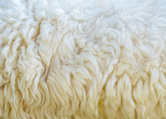 Natural sheep wool background, selective focus
