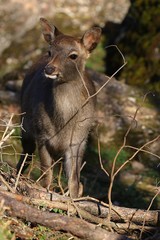 Fallow deer in a forest in the fall