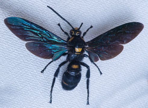 tropical wasp close-up (megascolia procer)