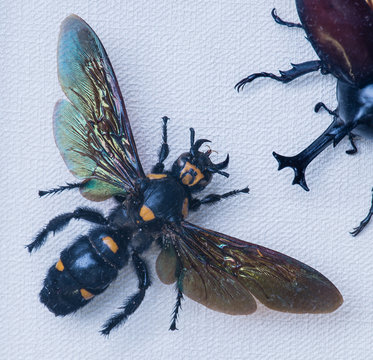 Wasp close-up (megascolia procer)