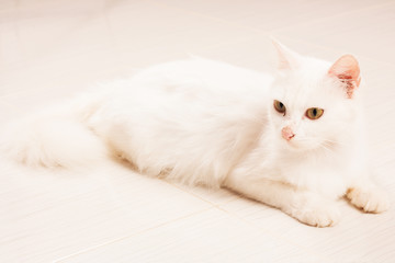 Fototapeta na wymiar cute white cat lying on the ground