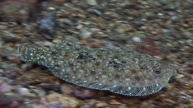 Olive flounder