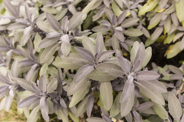 sage leaves on the plant in the garden