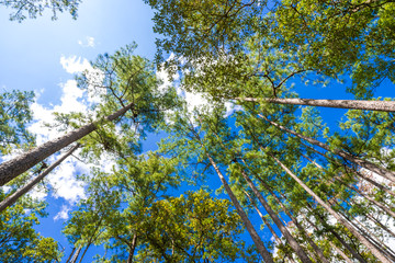 Misty pine forest on mountain