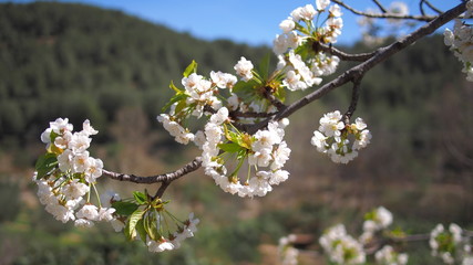 Fototapeta premium White aplle blossom in Valencia