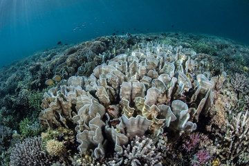 Fototapeta na wymiar Healthy Coral Reef in Indonesia