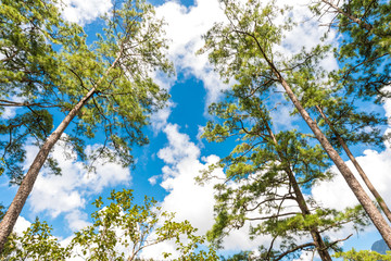 Fototapeta premium Pine tree on sub alpine mountain forest