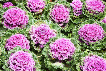 Fresh organic collard greens,red cabbage garden