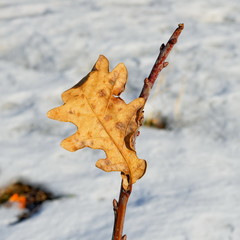 Last oak leaf
