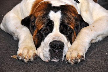 A St. Bernard dog sleeps in the floor. 