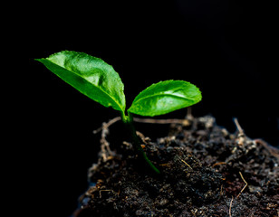 tree small plant, in black background