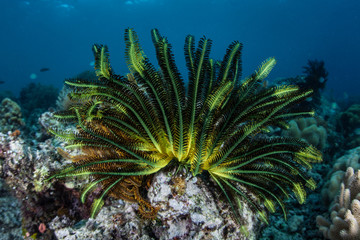 Naklejka na ściany i meble Colorful Crinoid on Indonesian Reef