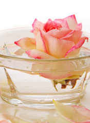 Fototapeta na wymiar White Rose in a bowl of water and petals.