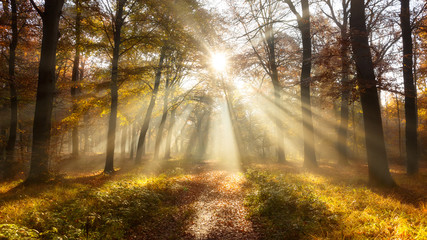 Obraz premium Autmn forest sun