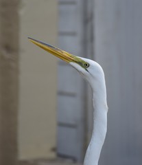 Floridian Egret