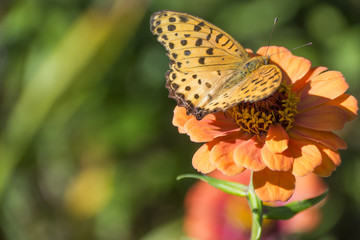 花の蜜を吸う蝶々