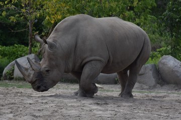 Rhino at Metro Toronto Zoo