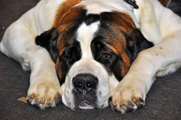 A St. Bernard dog sleeps in the floor.