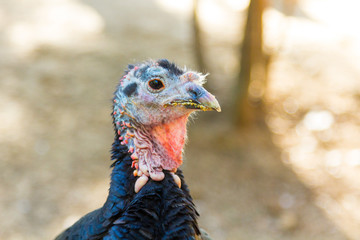 domestic turkey