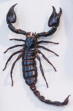 close-up of giant scorpion Indochina (found in tropical and subt