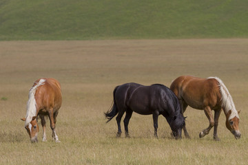 Naklejka na ściany i meble wild horse